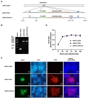 Rabbit hemorrhagic disease virus VP60 protein expressed in recombinant swinepox virus self-assembles into virus-like particles with strong immunogenicity in rabbits